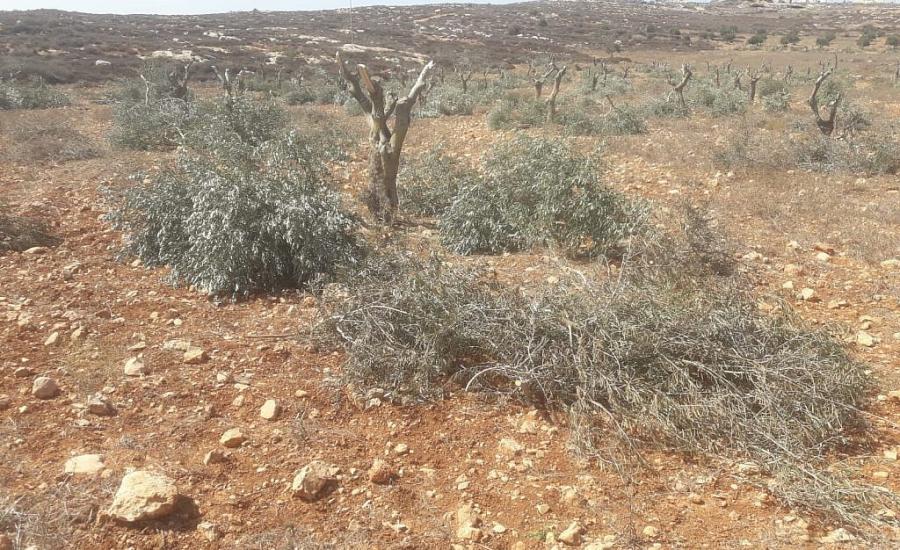 قطع اشجار زيتون في الضفة الغربية 