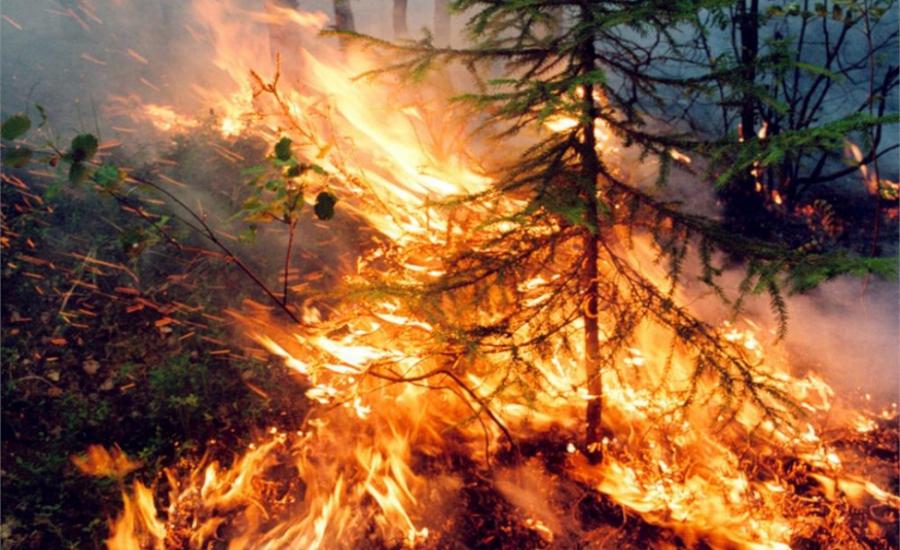 حرائق الغابات في روسيا 