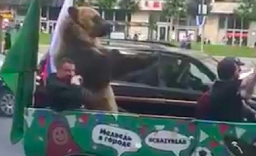 بالفيديو: دب روسي يخرج للشوارع احتفالاً بهزيمة السعودية