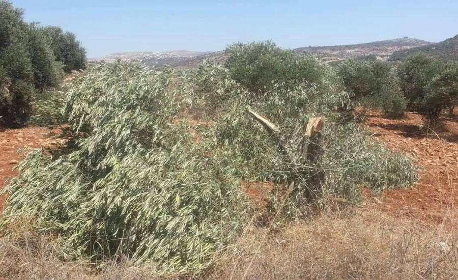 المستوطنون يقطعون اشجار زيتون في نابلس 