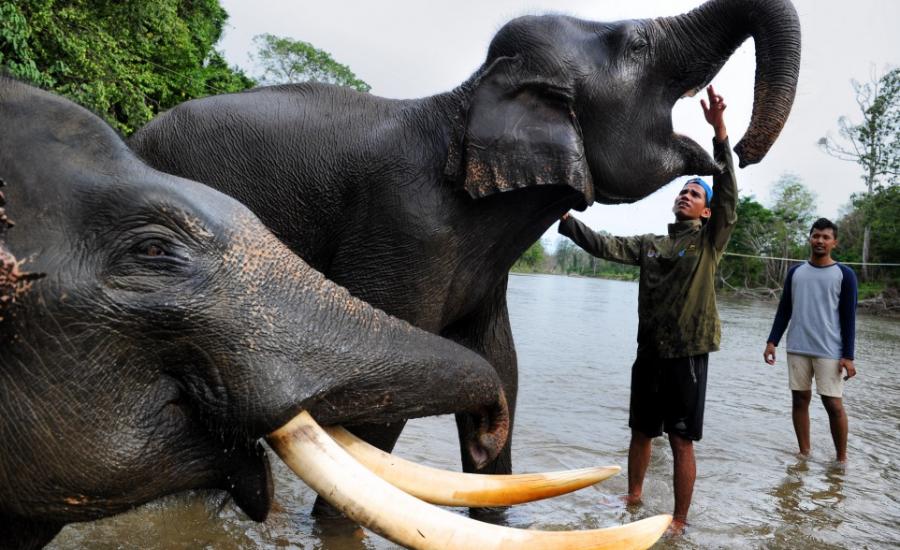 فيل يقتل 14 شخصا في الهند وسكان القرى يلزمون منازلهم خوفا