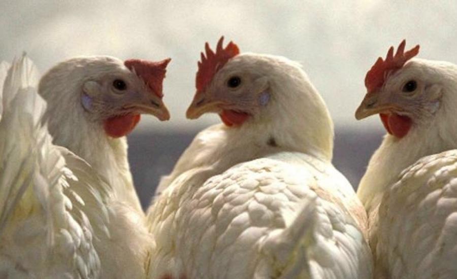 اتلاف طن دجاج غير صالح للاستهلاك في الخليل