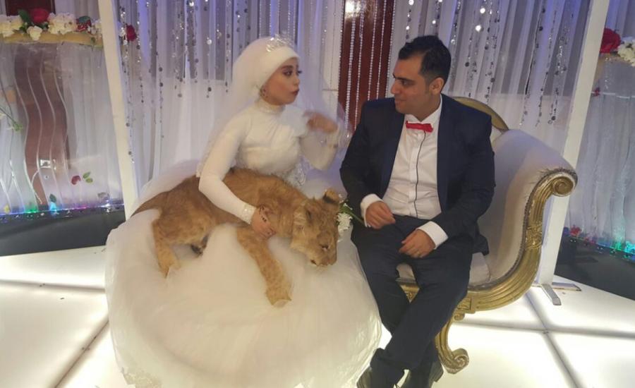  عروس مصرية تصطحب أسداً 