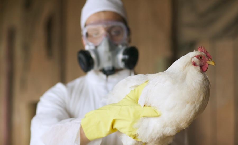 انفلونزا  الطيور والعدوى