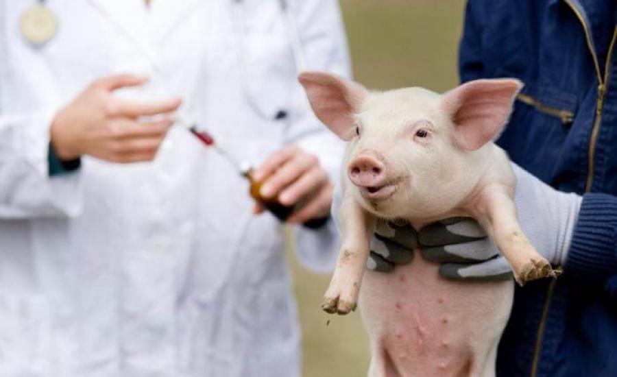 الخنزير ولقاح ضد كورونا