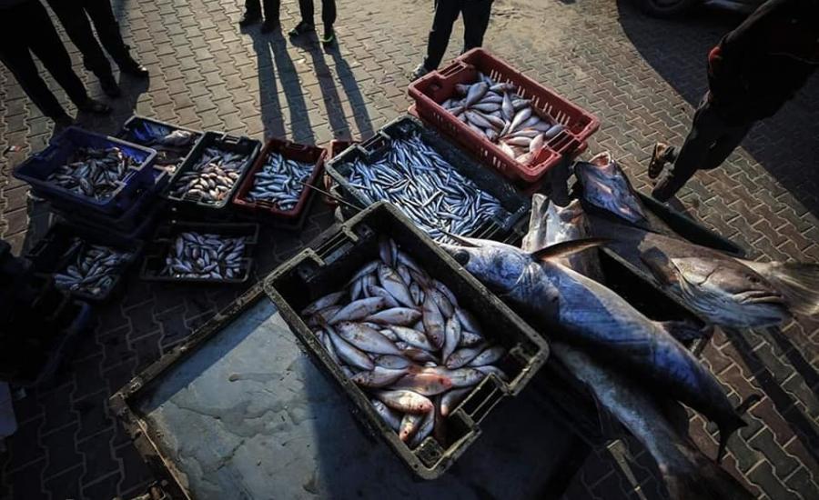 اصطياد الاسماك في غزة