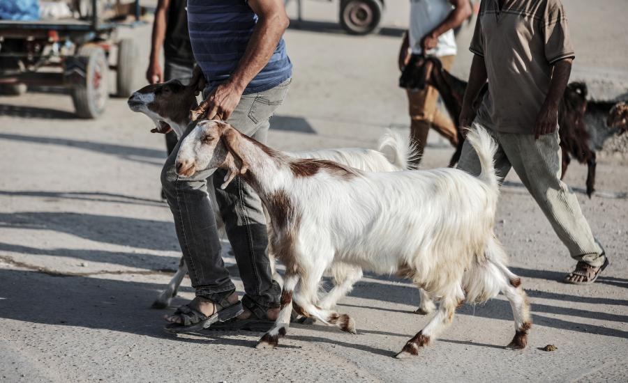 اسعار الاضاحي في فلسطين