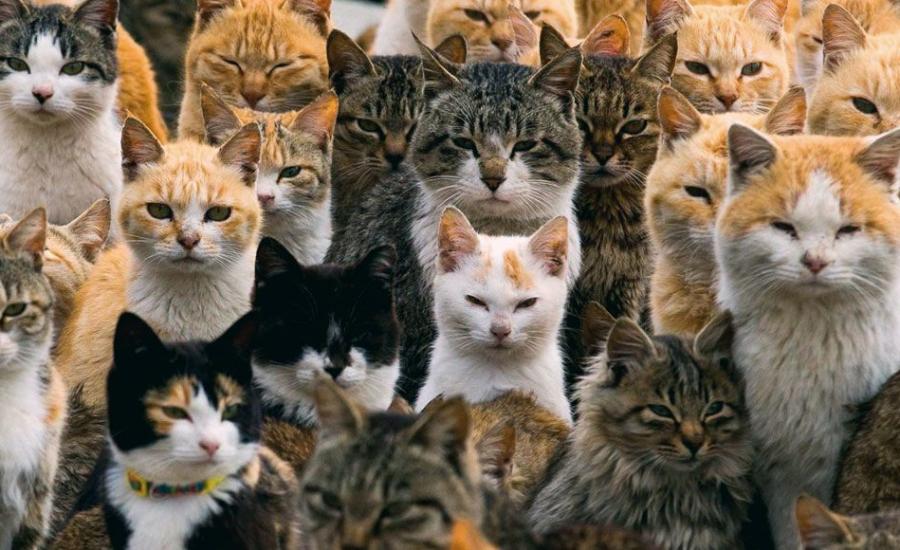 العثور على 60 قطة مجمدة