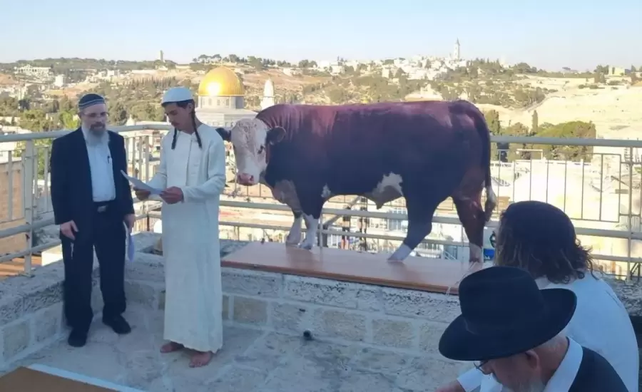 cow al aqsa x.jpg.webp