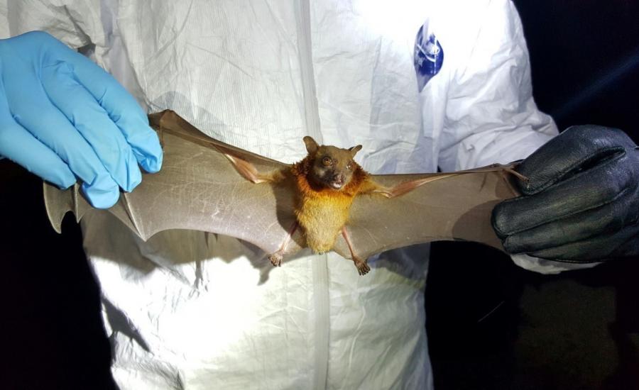 bats_linfawang_wide-10f400fa798ca085c2a839996a379a71ef7b7e97.jpg