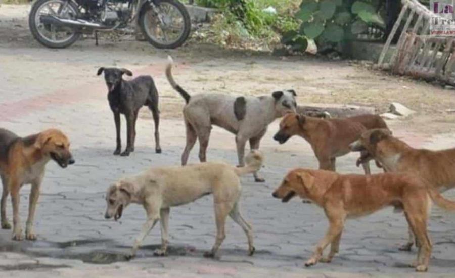 stray-dogs.jpeg