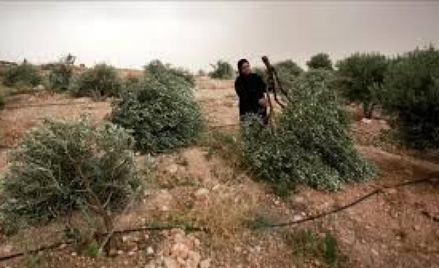 الشهداء في قطاع غزة