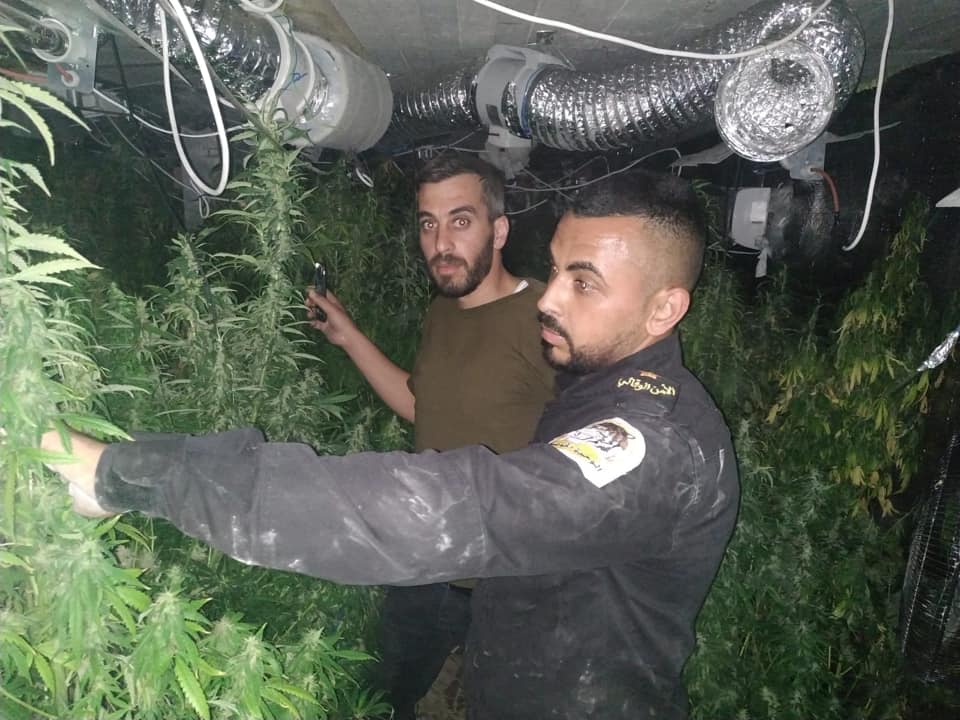 ضبط مشتل مخدرات في يطا