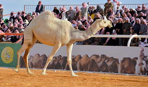 31 مليون$ لأجمل جمل في السعودية | رام الله